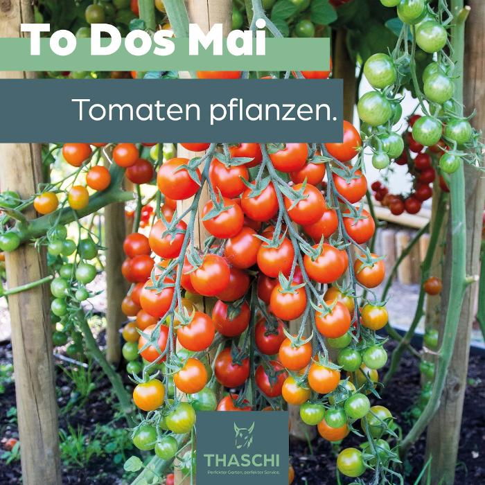 THASCHI, Albrechtstraße in Wels