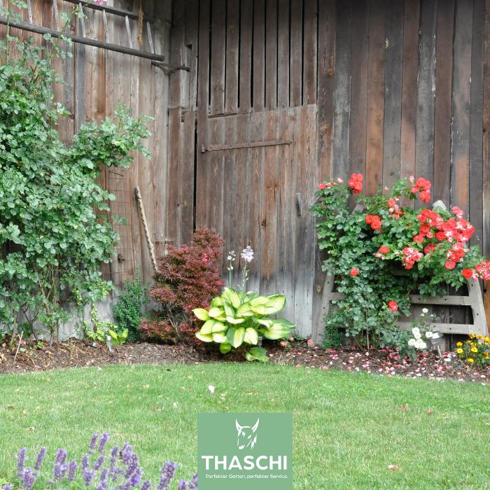 THASCHI, Albrechtstraße in Wels