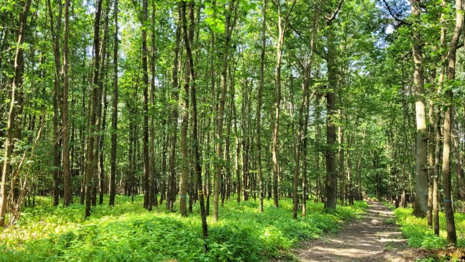 FriedWald Nassauer Land - Attenhausen, Ortsstraße in Attenhausen