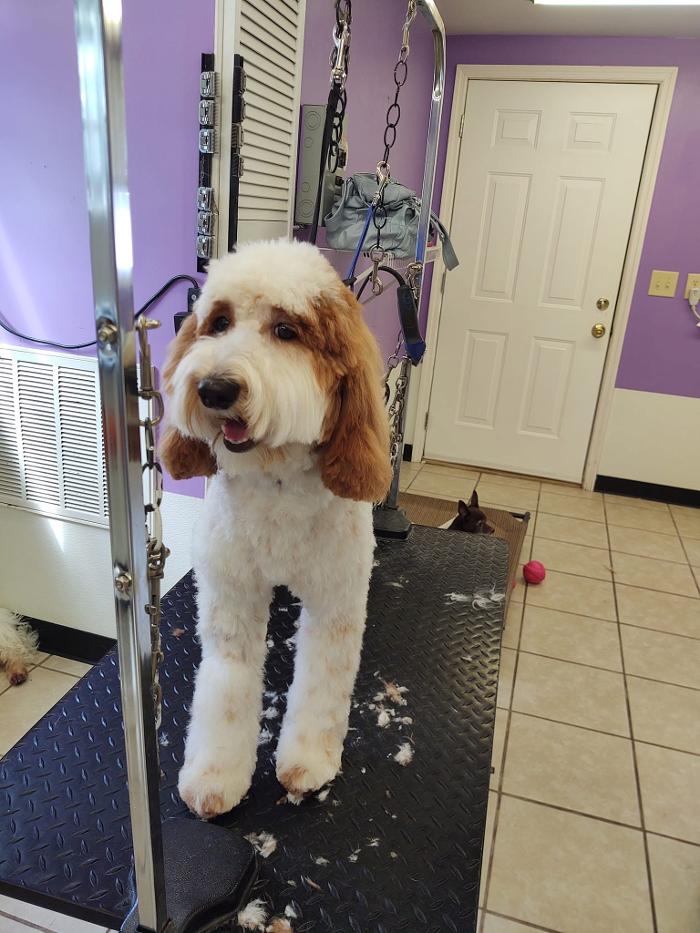 Pet Paradise - Tullahoma, TN