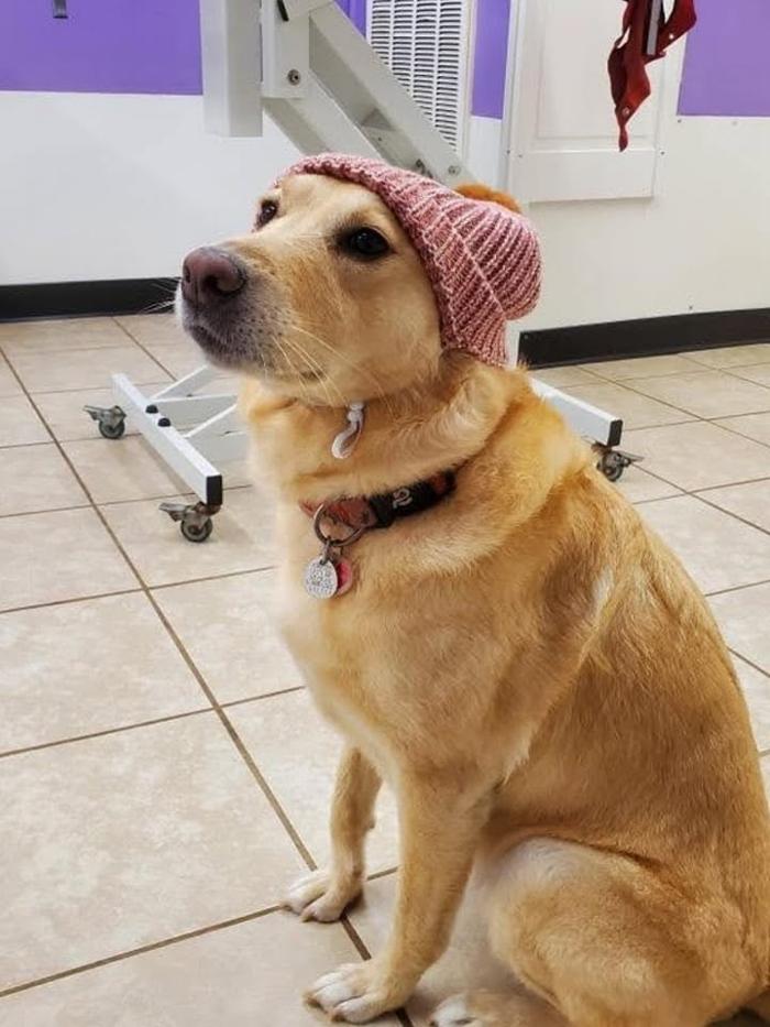 Pet Paradise - Tullahoma, TN