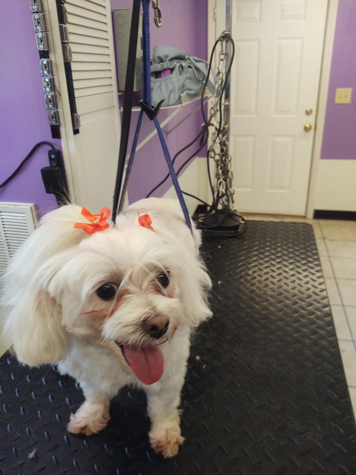 Pet Paradise - Tullahoma, TN