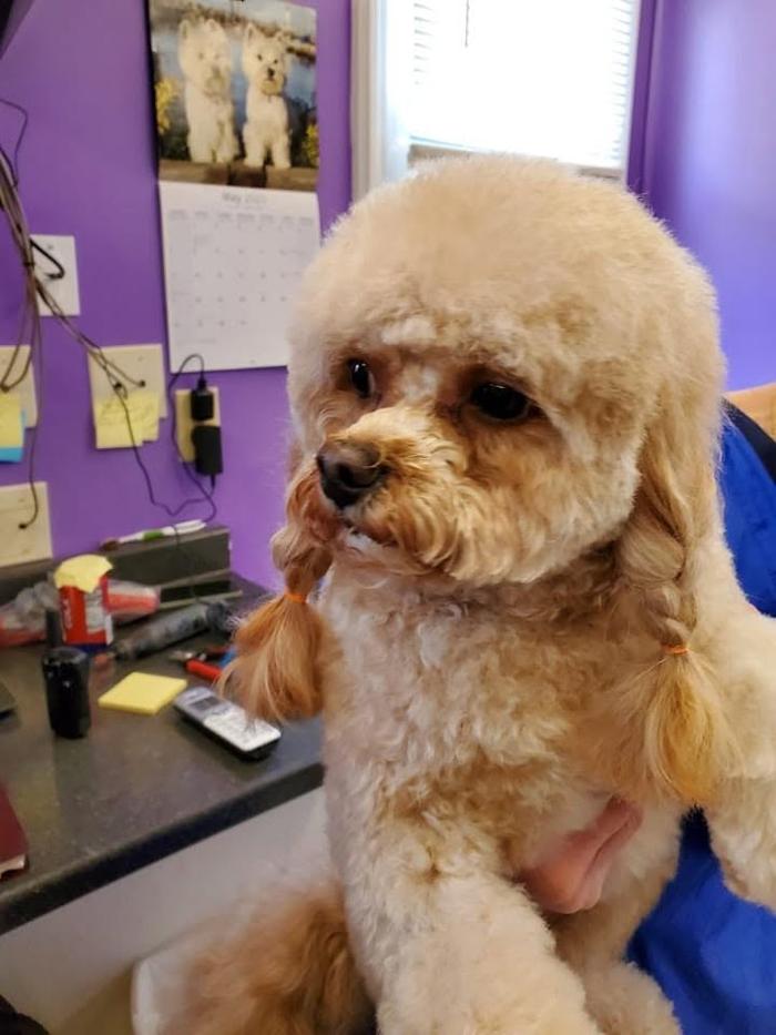 Pet Paradise - Tullahoma, TN