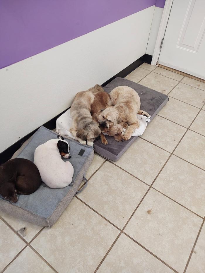 Pet Paradise - Tullahoma, TN