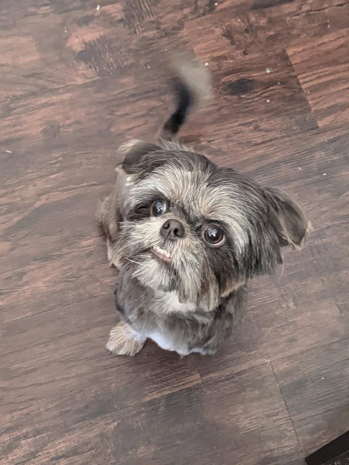 Pet Paradise - Tullahoma, TN