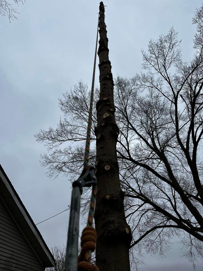 Big Foot Tree Service - Ladoga, IN