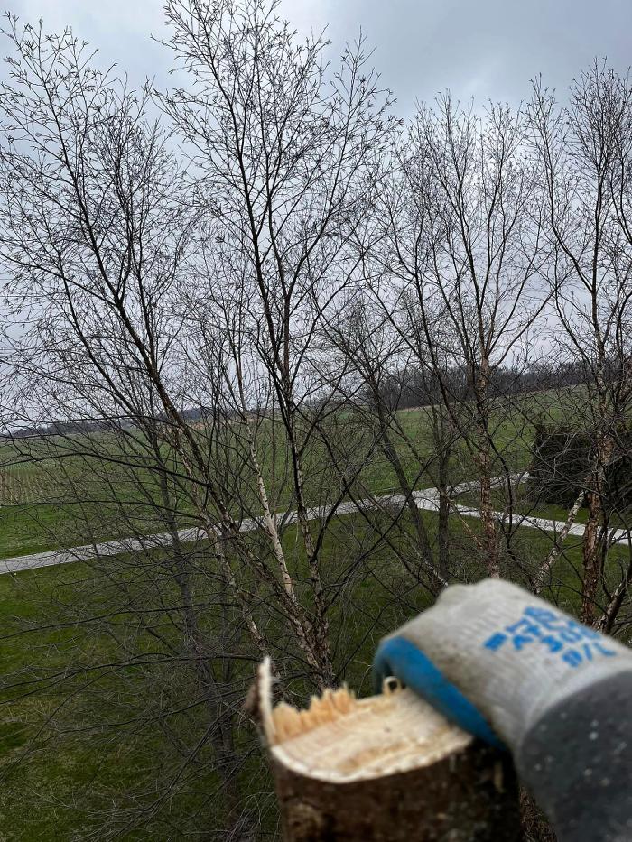 Big Foot Tree Service - Ladoga, IN