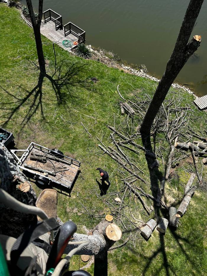 Big Foot Tree Service - Ladoga, IN