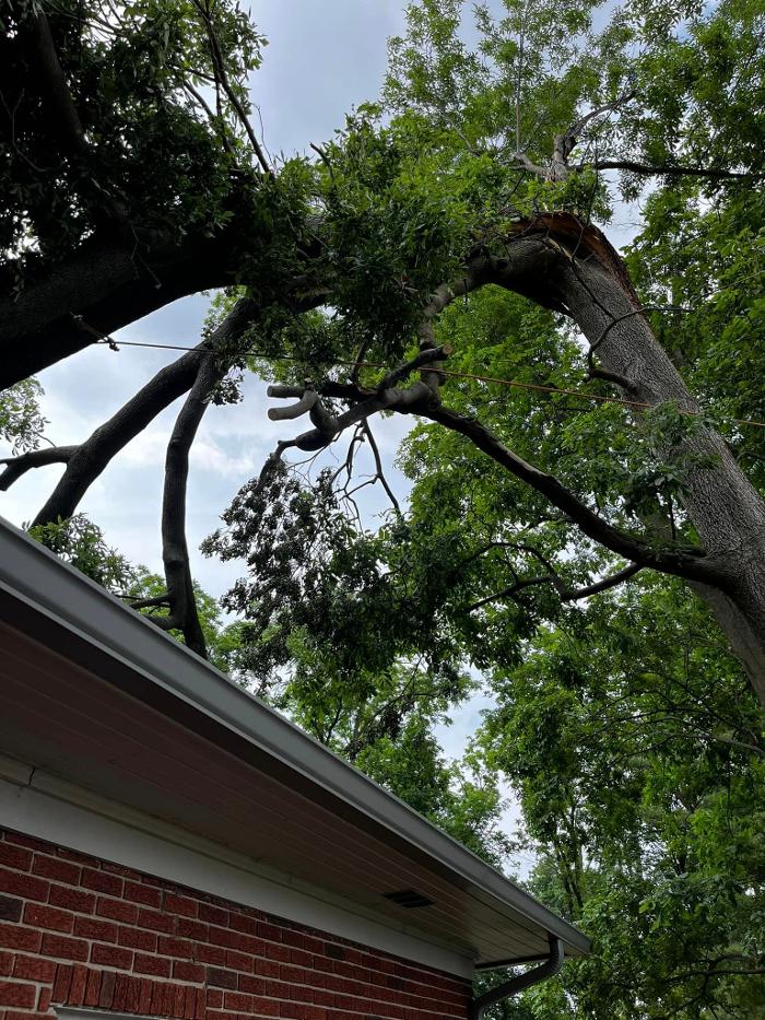 Big Foot Tree Service - Ladoga, IN