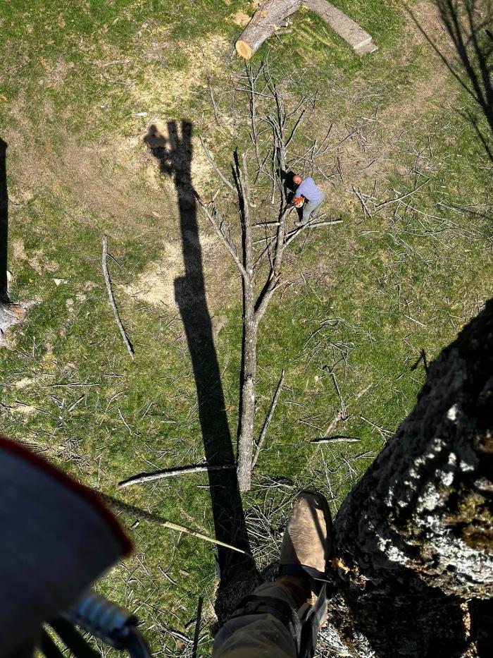 Big Foot Tree Service - Ladoga, IN
