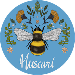 Muscari dessinateur (divers)