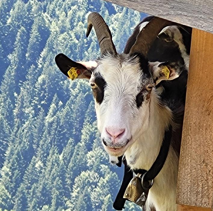 Alpenchalets Oberlaiming, Salvenberg in Itter