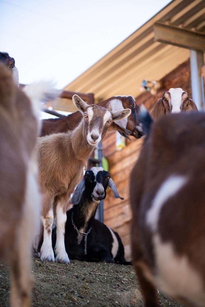 The Shady Oaks Farm - Atascadero, CA