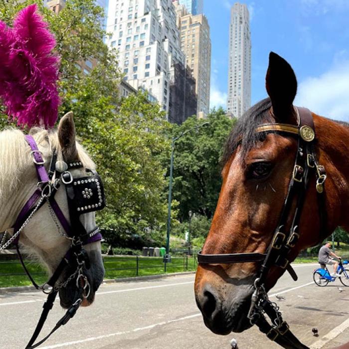 Royal Carriage Ride - Cliffside Park, NJ