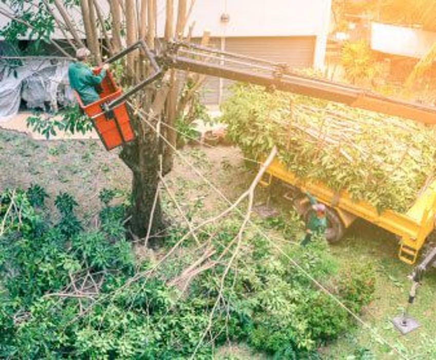 Forret Tree Solutions - Fort Myers, FL