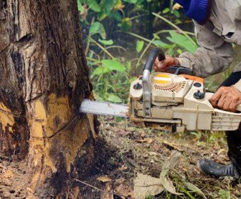 Forret Tree Solutions - Fort Myers, FL