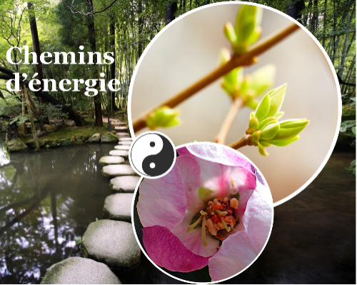 Kraemer Catherine - Chemins d'énergie kinésiologue