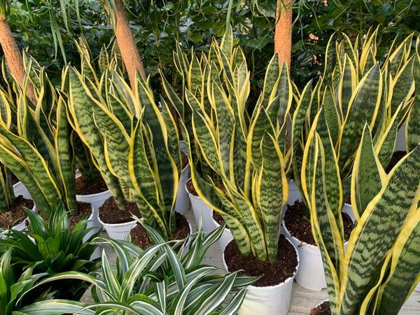 Pépinière des Aspres jardinerie, végétaux et article de jardin (détail)
