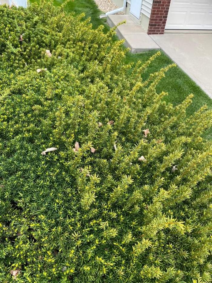 Poorboys Lawn Landscaping LLC - Saint Joseph, MO
