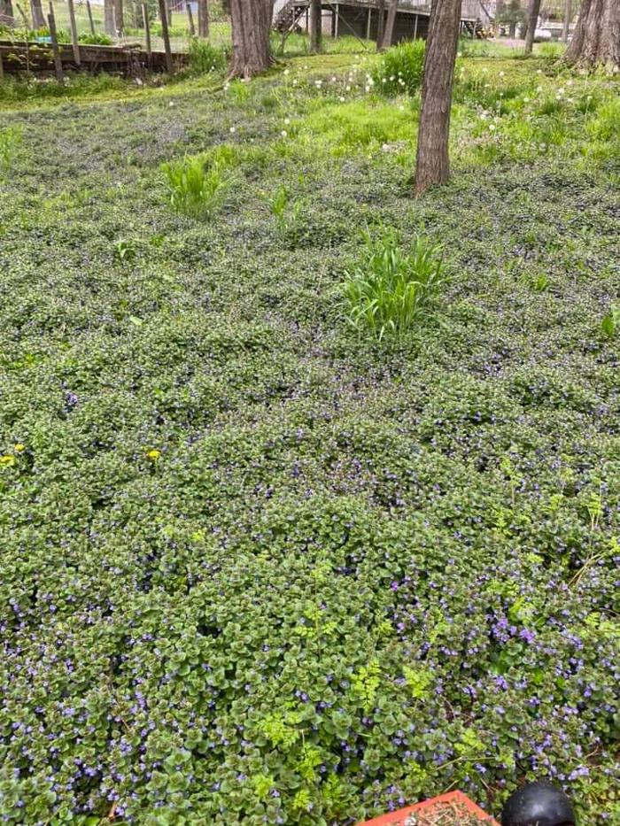 Poorboys Lawn Landscaping LLC - Saint Joseph, MO