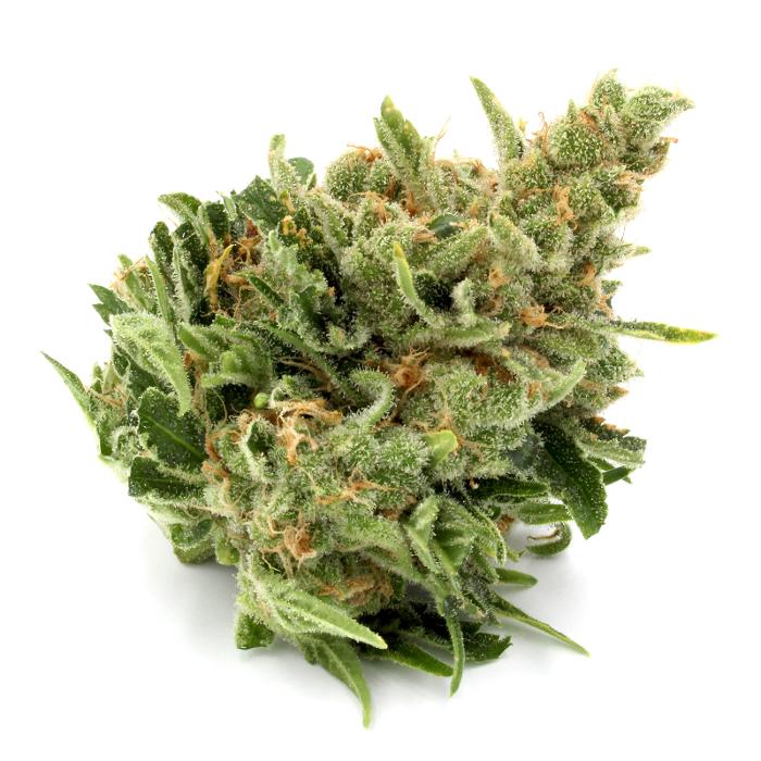 JARS Cannabis Dispensary - Aspen