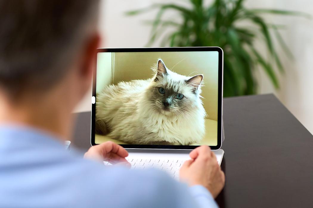 Soulway | Silvia Wendecker - Tierenergetik, Humanenergetik, Stefaniegasse in Kaltenleutgeben