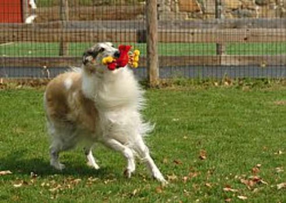 Queen of the Valley Farm a Pet Resort