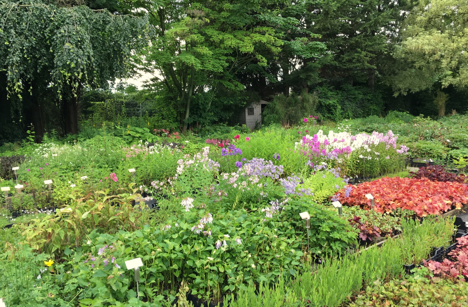 farne, staudenversand, gärtnerei, winterhart, astern, echinacea