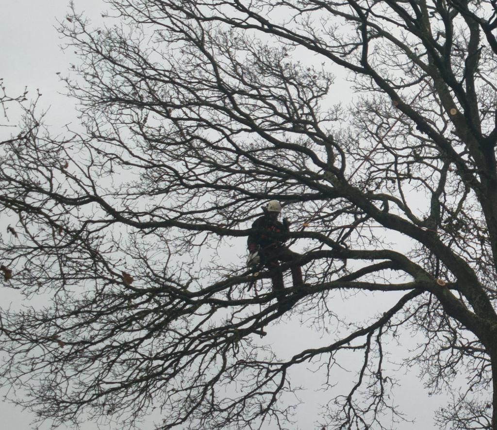 Arbor Vert Paysage paysagiste conseil