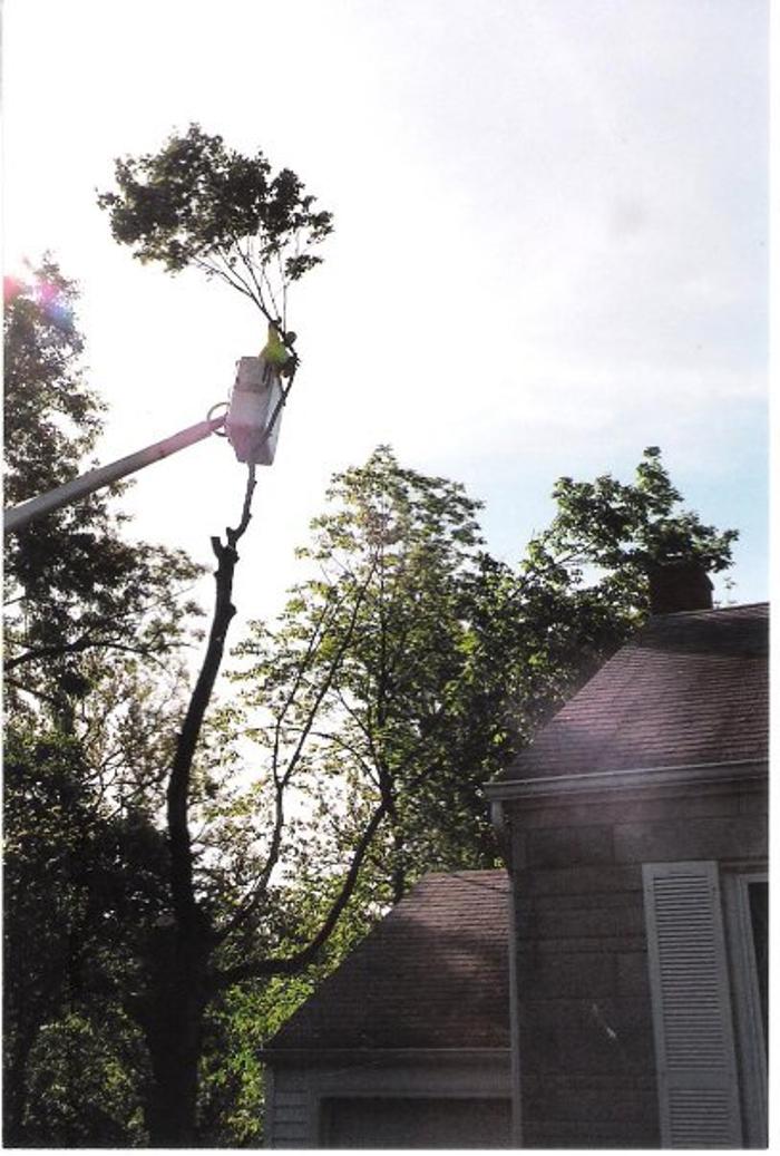 Cincinnati Tree Care - Harrison, OH