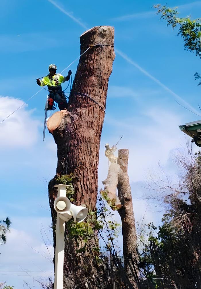 HLI Tree Experts - Norco, CA