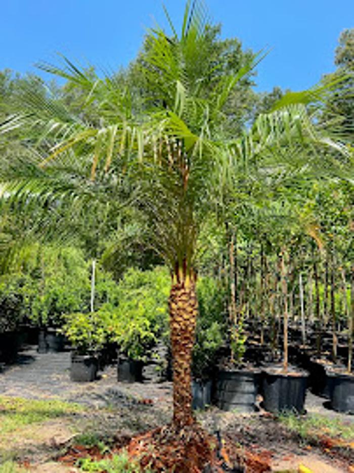 Orange Grove Nursery - Lady Lake, FL