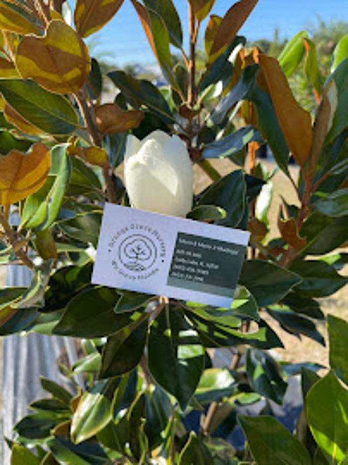 Orange Grove Nursery - Lady Lake, FL