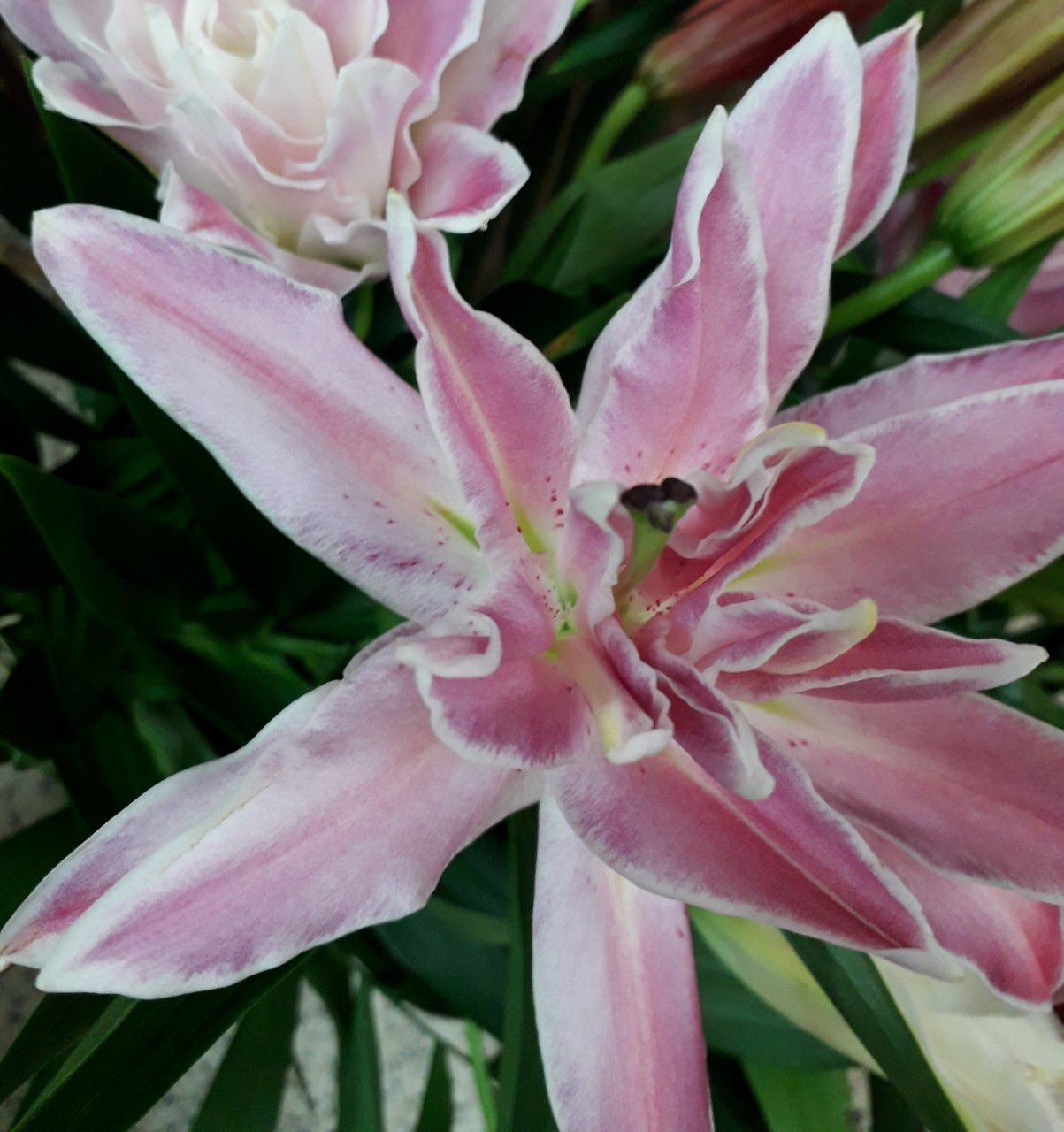 galerie image galerie image