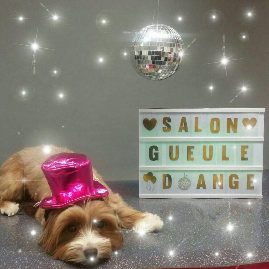 galerie image