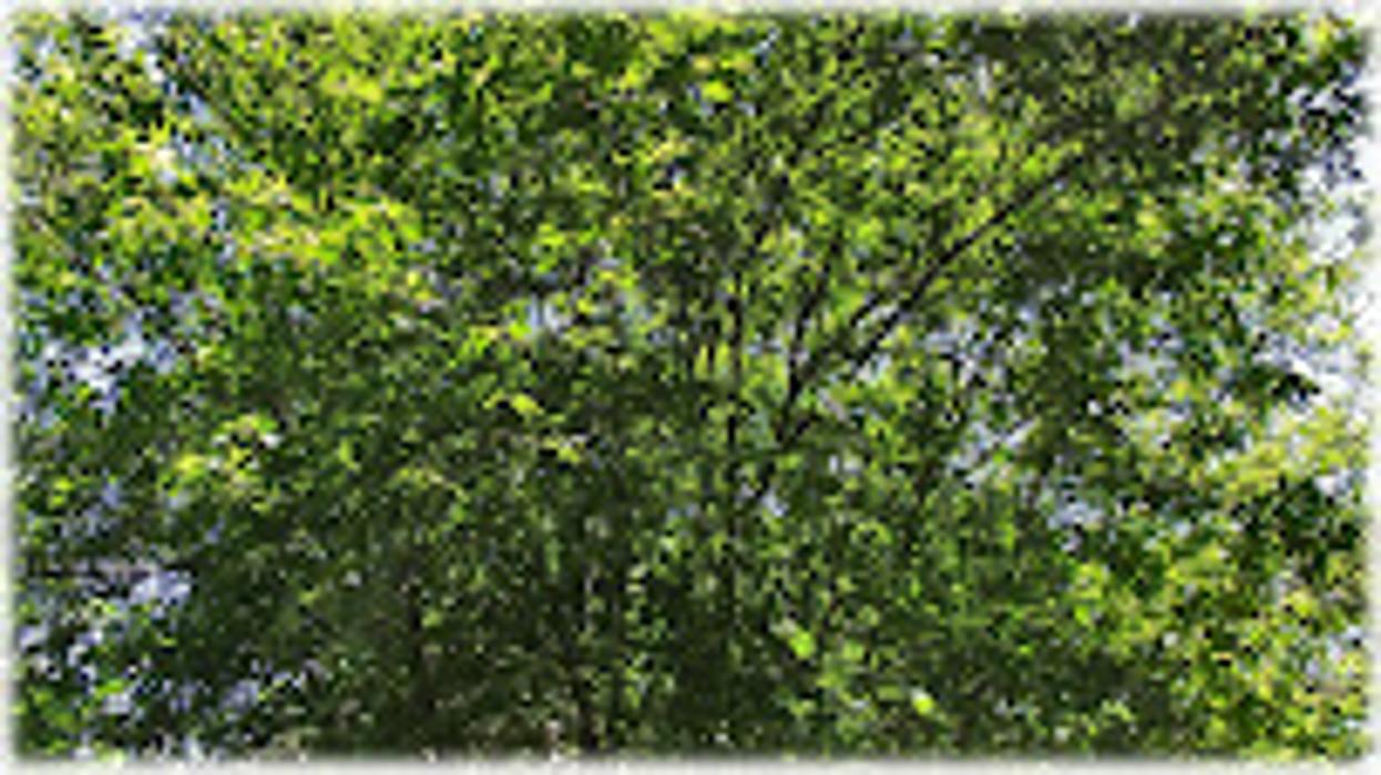 Denny's Tree Service - LaPorte, IN