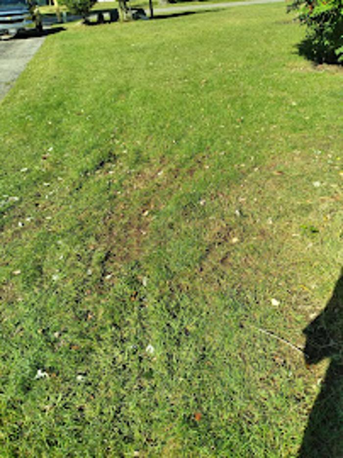 Denny's Tree Service - LaPorte, IN