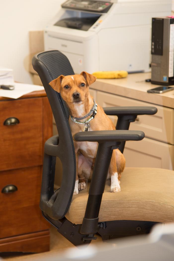 Animal Urgent Care - Escondido, CA