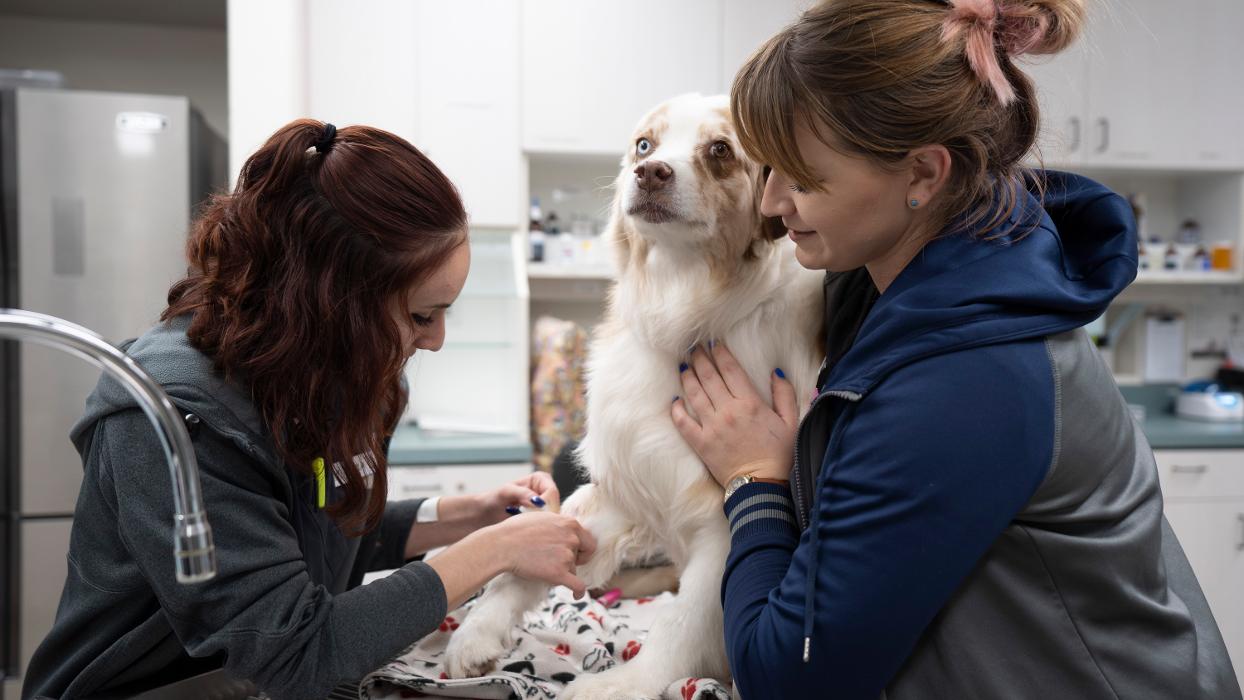 Animal Urgent Care - Escondido, CA