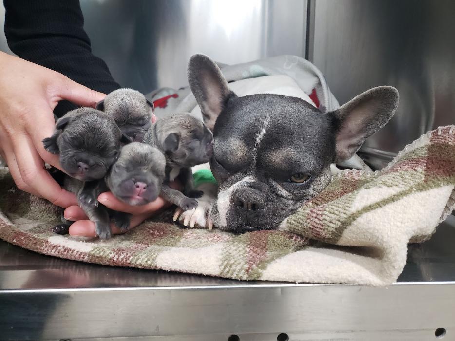 Animal Urgent Care - Escondido, CA