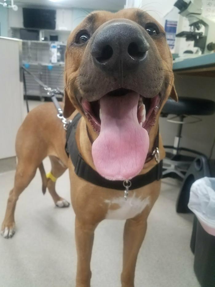 Animal Urgent Care - Escondido, CA