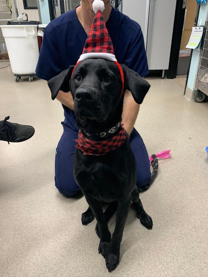 Animal Urgent Care - Escondido, CA