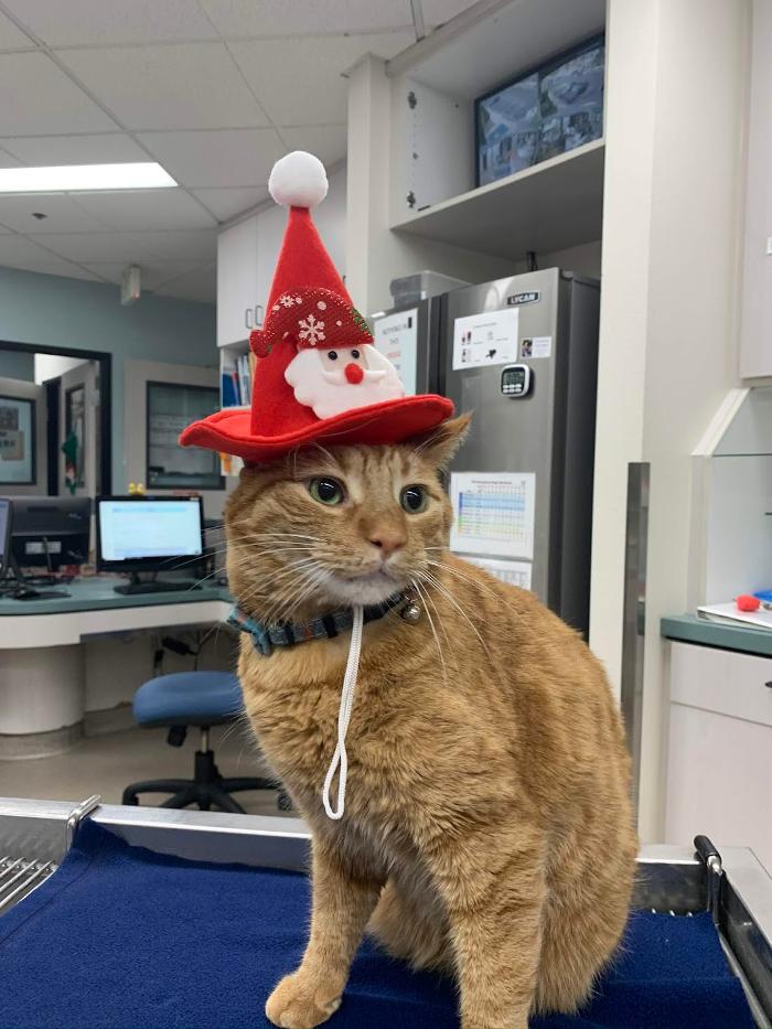 Animal Urgent Care - Escondido, CA