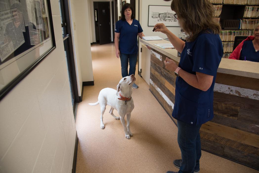 Animal Urgent Care - Escondido, CA