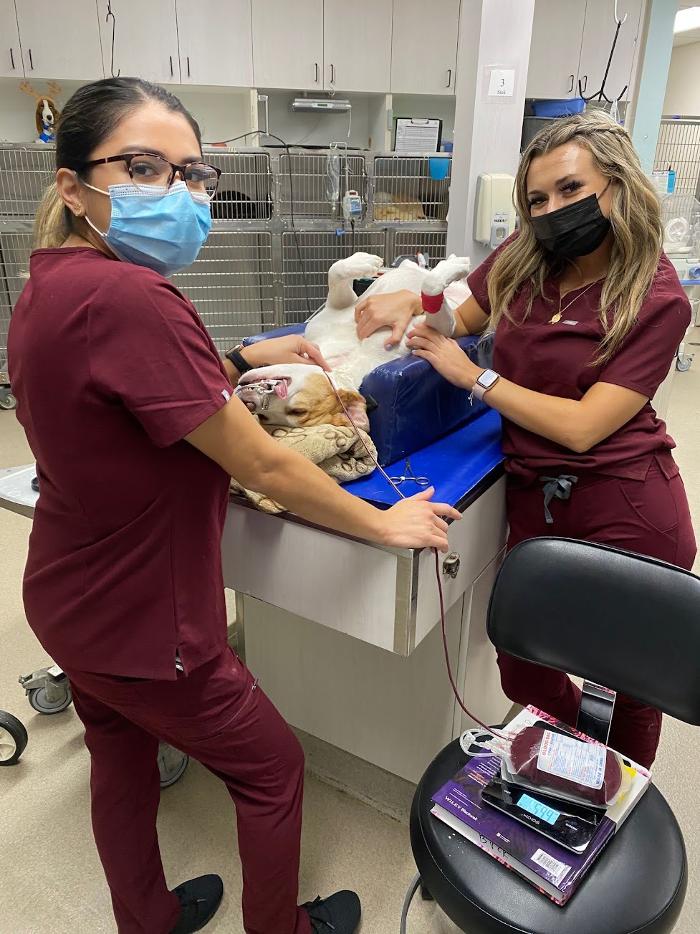 Animal Urgent Care - Escondido, CA