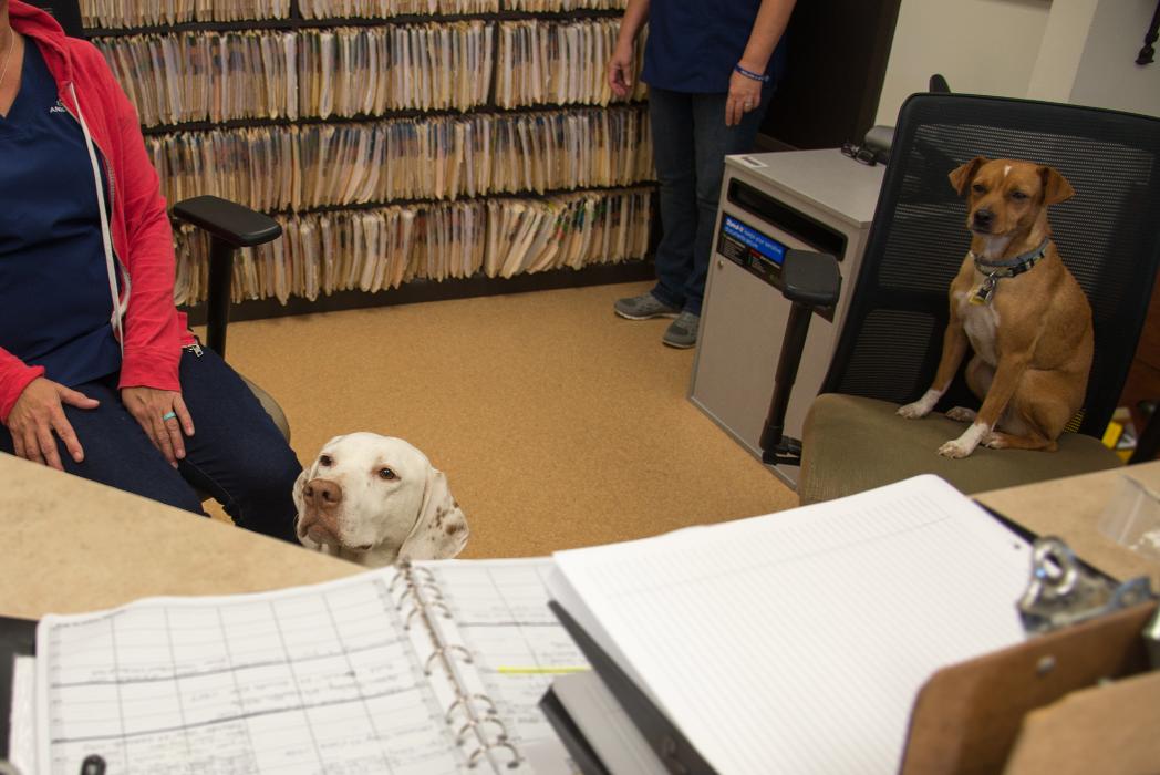 Animal Urgent Care - Escondido, CA