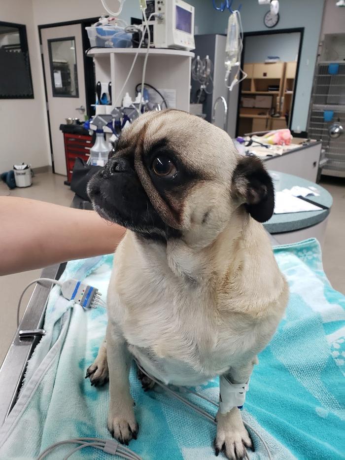 Animal Urgent Care - Escondido, CA