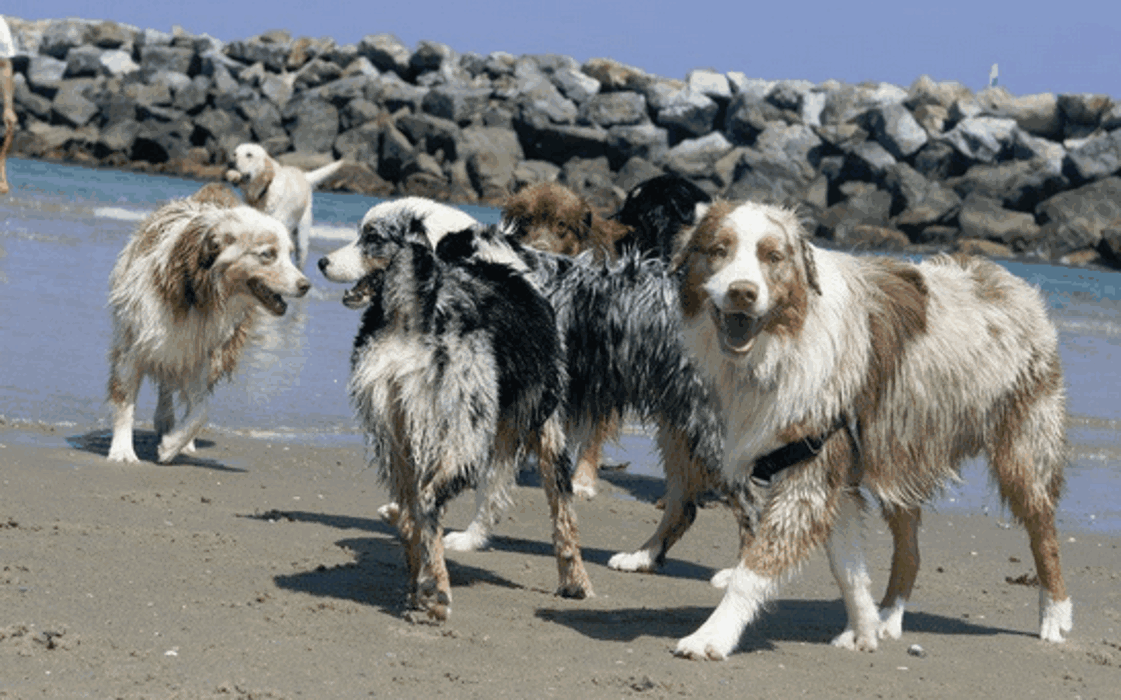 Animal Urgent Care - Escondido, CA