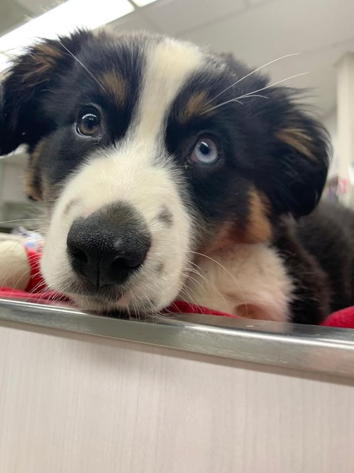 Animal Urgent Care - Escondido, CA