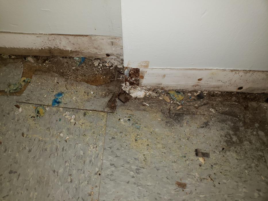 Lightspeed Restoration of Alexandria and Fairfax - Alexandria, VA